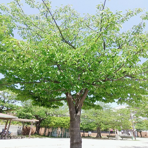 一本の木